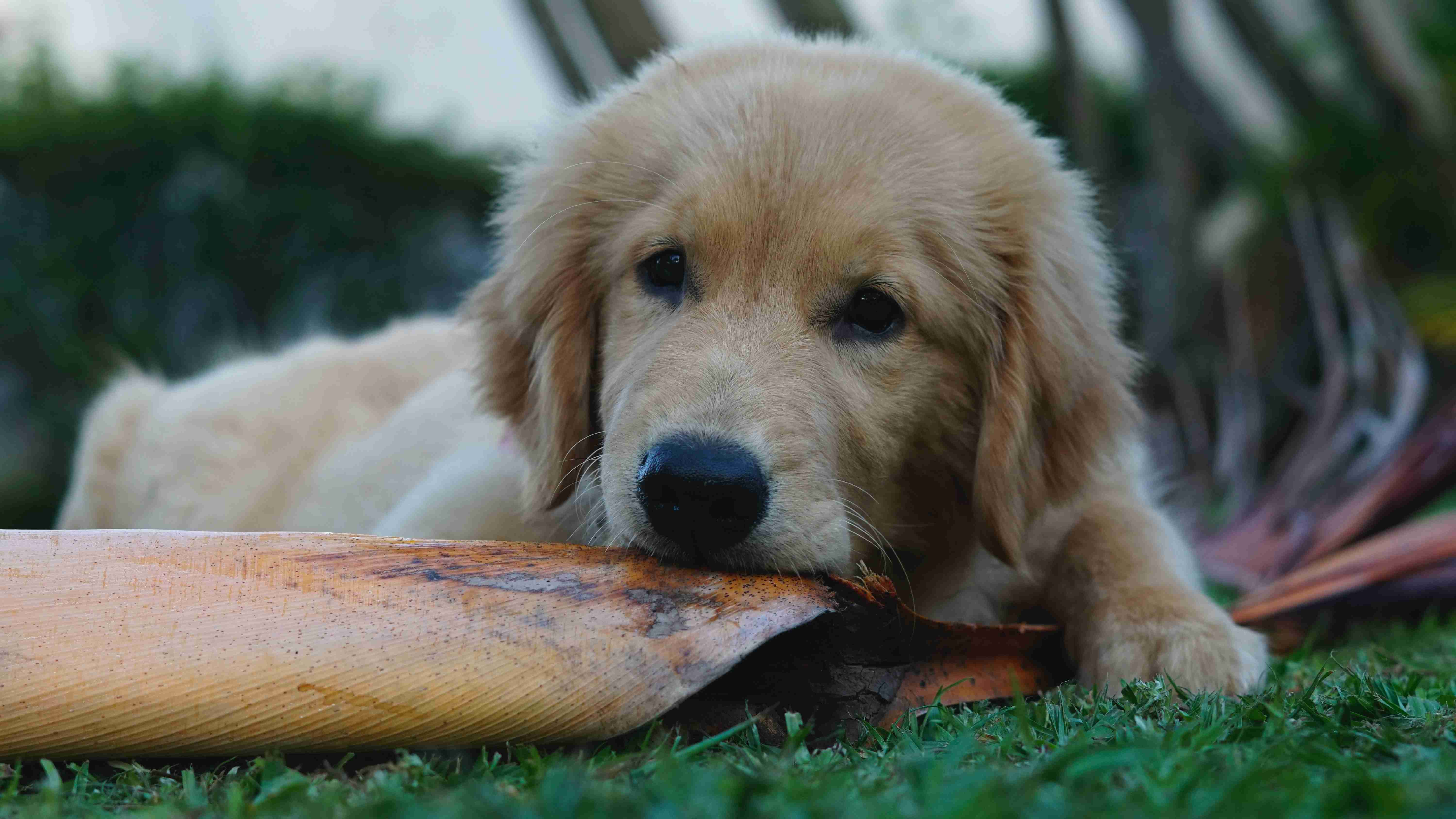 How can I prevent my golden retriever from developing allergies to fleas?